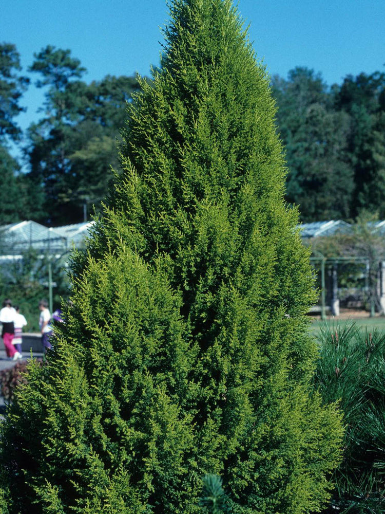 Cupressus Macrocarpa Green 