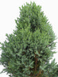 Cupressus Macrocarpa Green 