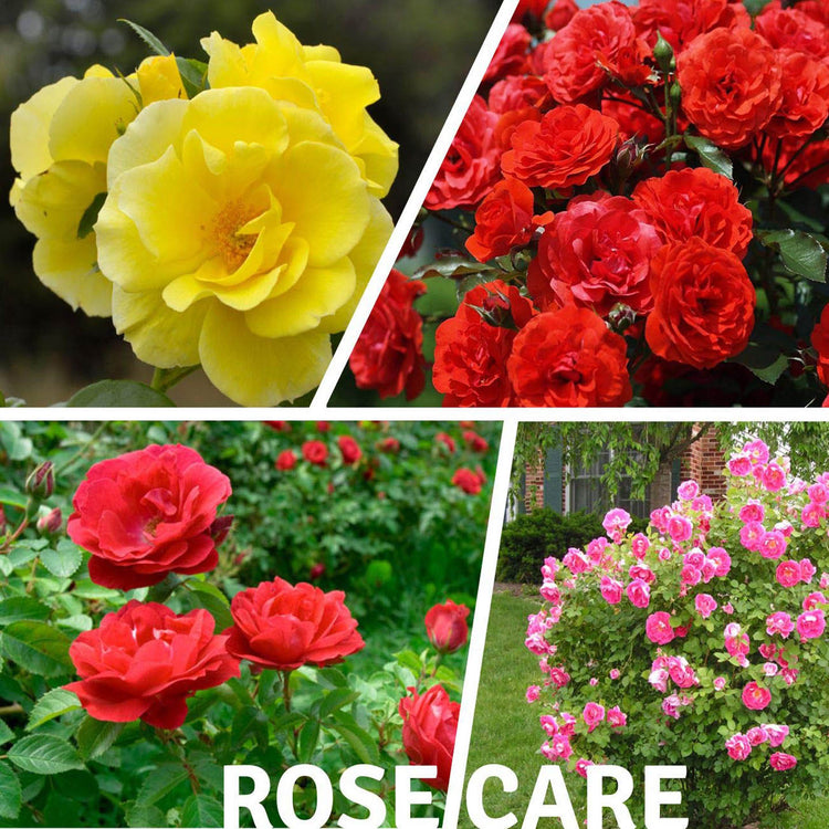 Rose Fertlizer