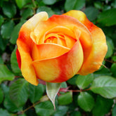 Rose Fertlizer