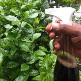 Liquid Seaweed Concentrate
