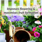 Organic Potash Fertilizer