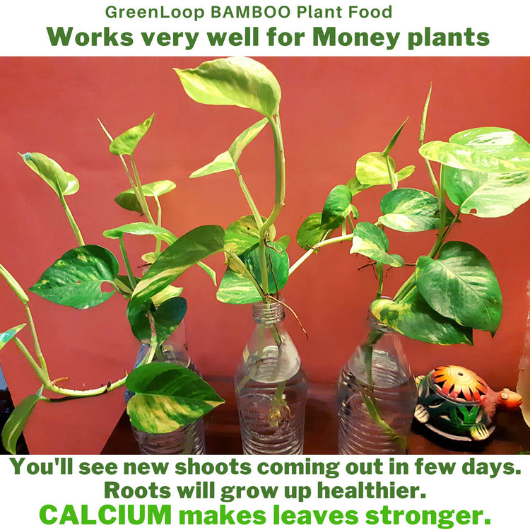 Aquatic Plant Fertizer