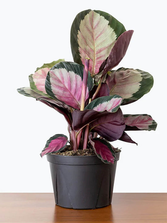 Calathea Roseopicta Corona Plant or Calathea Picturata Argentea, Silver Variegated Calathea with Dark Green Thick Border on Frost Green coloured leaves