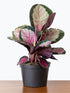 Calathea Roseopicta Corona Plant or Calathea Picturata Argentea, Silver Variegated Calathea with Dark Green Thick Border on Frost Green coloured leaves