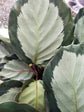 Calathea Roseopicta Corona 