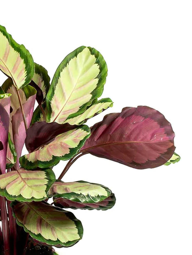 Calathea Roseopicta Corona 