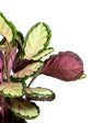 Calathea Roseopicta Corona 