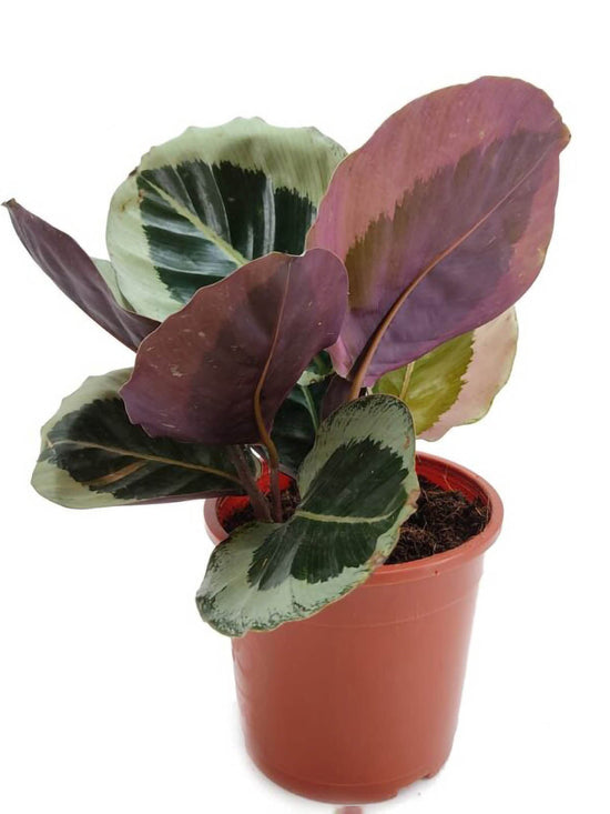 Calathea Roseopicta Cynthia Plant or Rose Painted Calathea with Green, White, Red-purplish coloured leaves