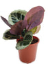 Calathea Roseopicta Cynthia Plant or Rose Painted Calathea with Green, White, Red-purplish coloured leaves