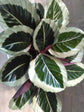 Calathea Roseopicta Cynthia 