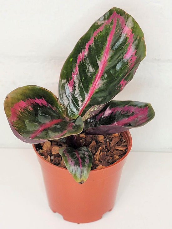 Calathea Roseopicta Illustris Plant or Prayer Plant with Dark green and Purple coloured leaves