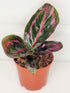 Calathea Roseopicta Illustris Plant or Prayer Plant with Dark green and Purple coloured leaves
