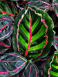 Calathea Roseopicta Illustris 
