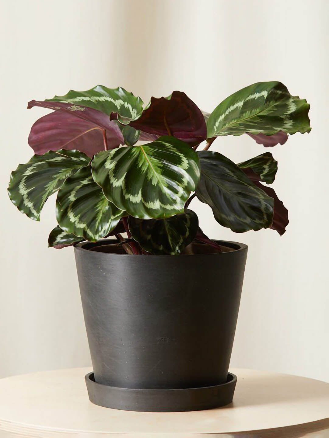 Calathea Roseopicta Medallion Plant or Calathea Medallion with Green, Purple coloured leaves