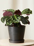 Calathea Roseopicta Medallion Plant or Calathea Medallion with Green, Purple coloured leaves