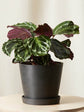 Calathea Roseopicta Medallion Plant or Calathea Medallion with Green, Purple coloured leaves