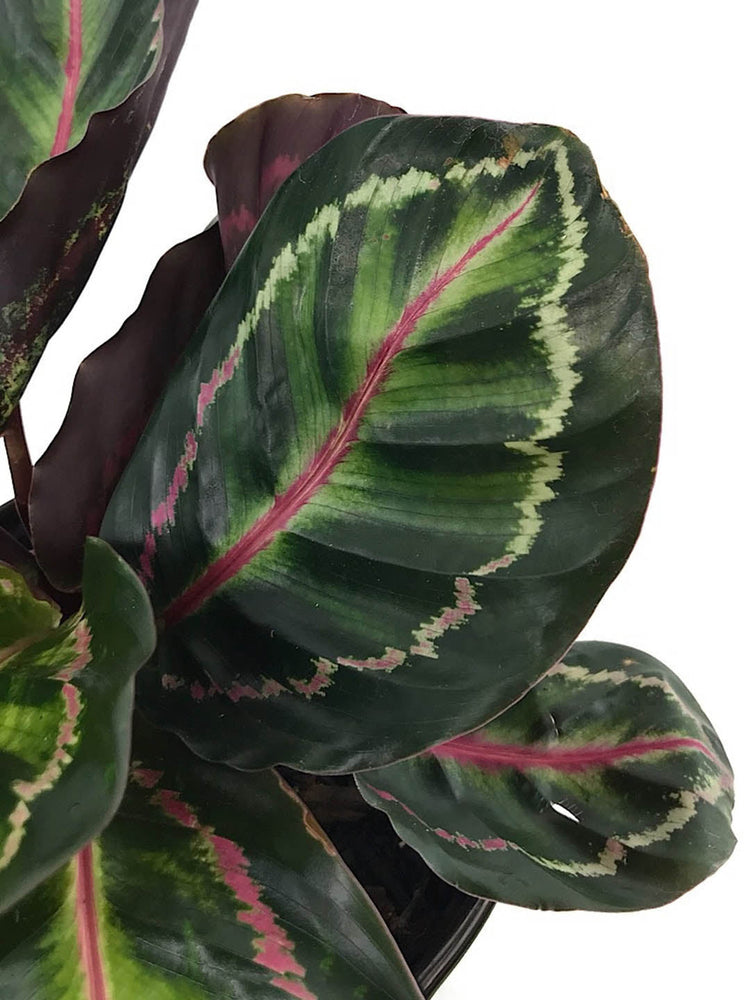 Calathea Roseopicta Medallion 