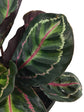 Calathea Roseopicta Medallion 
