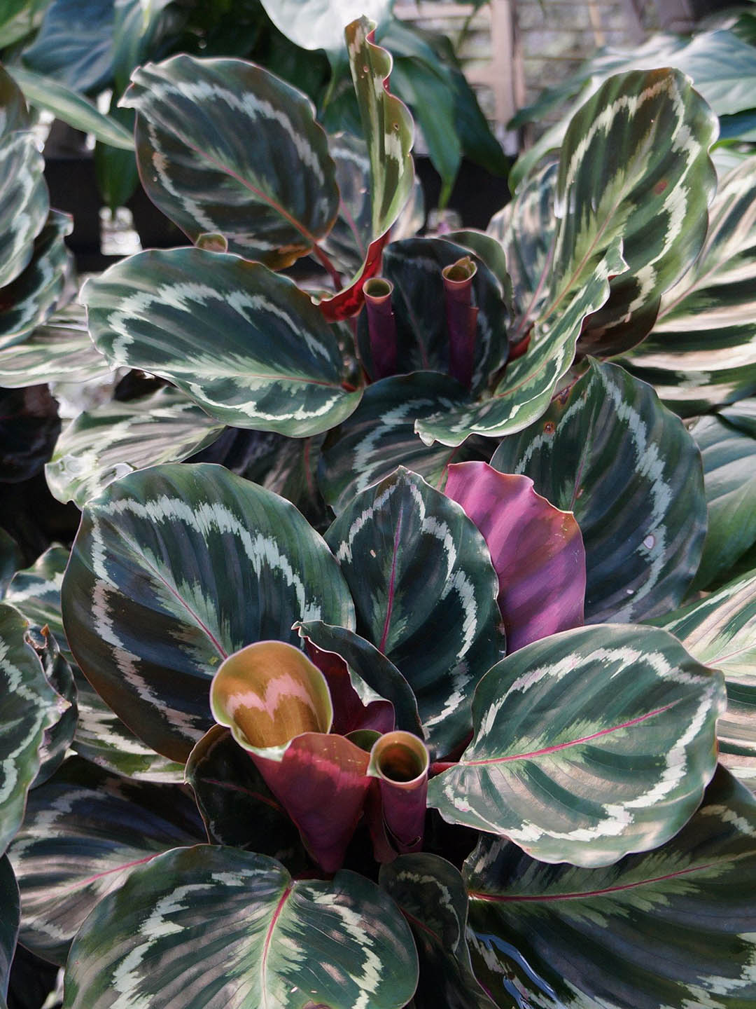 Calathea Roseopicta Medallion 