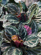 Calathea Roseopicta Medallion 