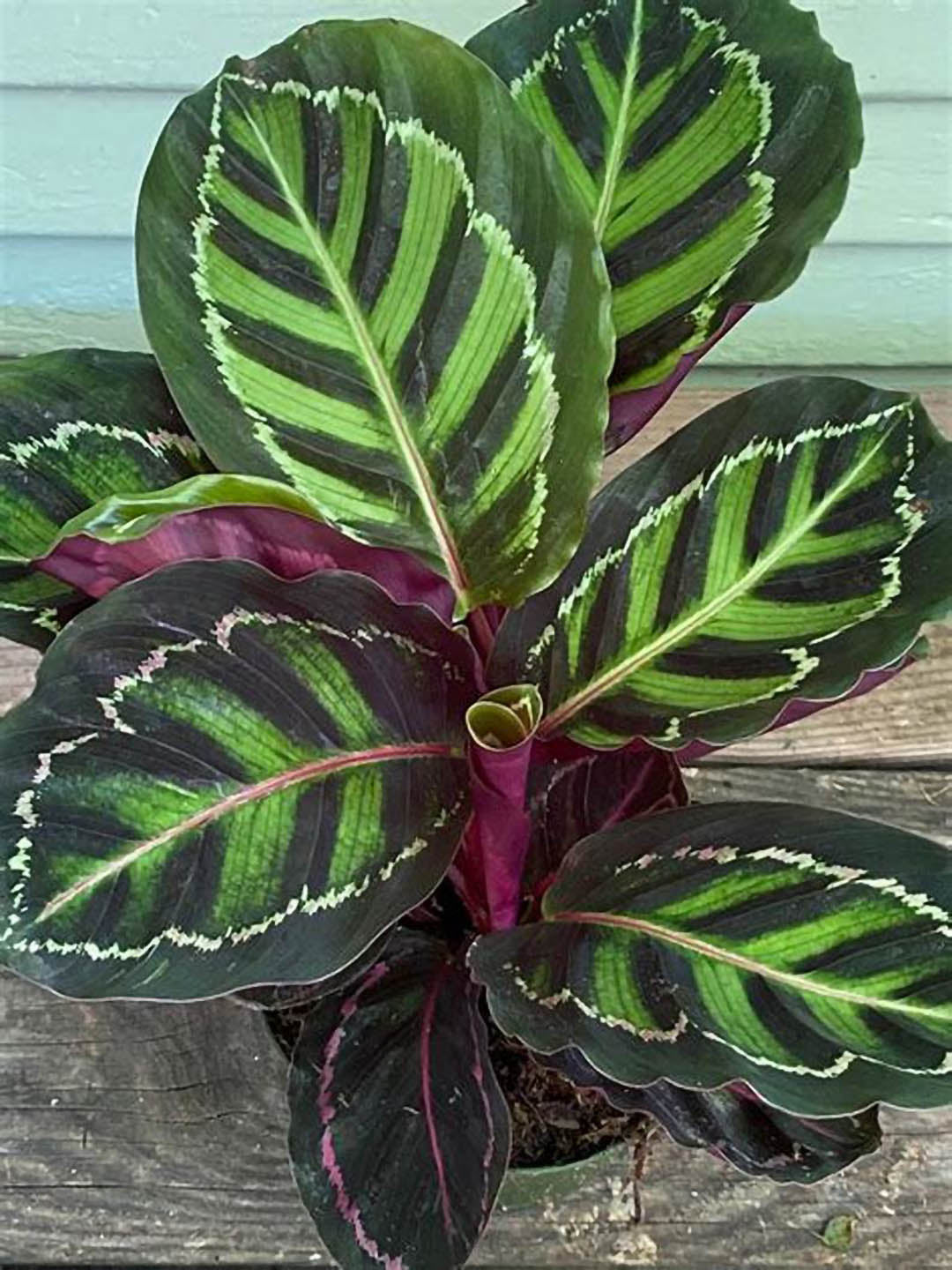 Calathea Roseopicta Medallion 