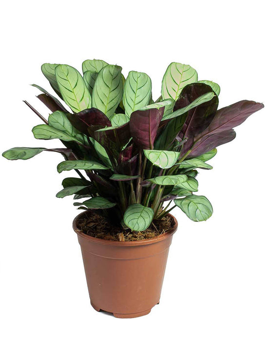 Calathea Burle Marx Plant or Prayer Plant with Dark Green Stripes on Frost Green coloured leaves