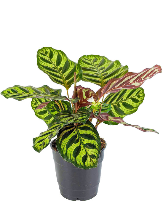 Calathea Makoyana Plant or Peacock Plant, Cathedral Windows with Dark Green Stripes on Lime Green coloured leaves