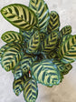 Calathea Makoyana