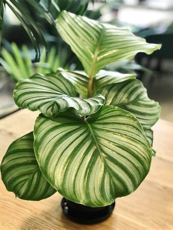 Calathea Orbifolia Plant or Prayer Plant with Silvery Green coloured leaves