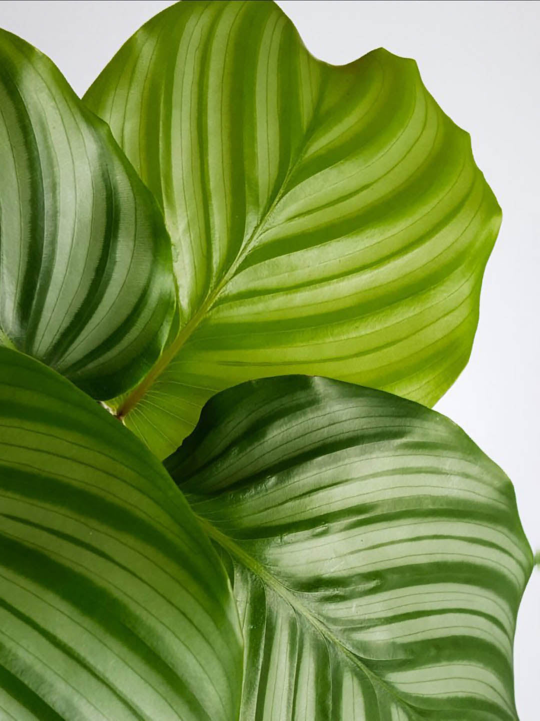 Calathea Orbifolia