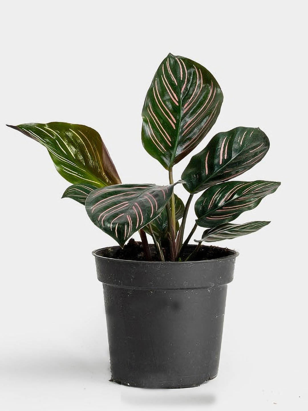 Calathea Ornata Roseo Plant or Calathea Pin Stripe,Calathea Sanderiana with Pink and White Veins on Green coloured leaves