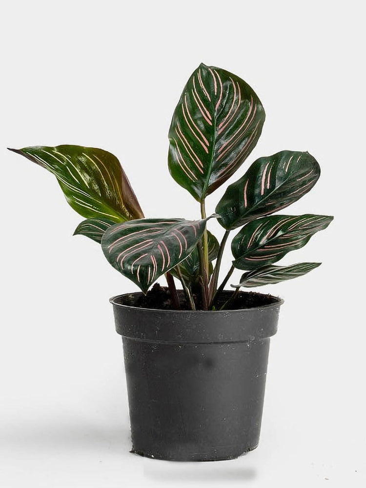 Calathea Ornata Roseo Plant or Calathea Pin Stripe,Calathea Sanderiana with Pink and White Veins on Green coloured leaves