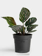 Calathea Ornata Roseo Plant or Calathea Pin Stripe,Calathea Sanderiana with Pink and White Veins on Green coloured leaves