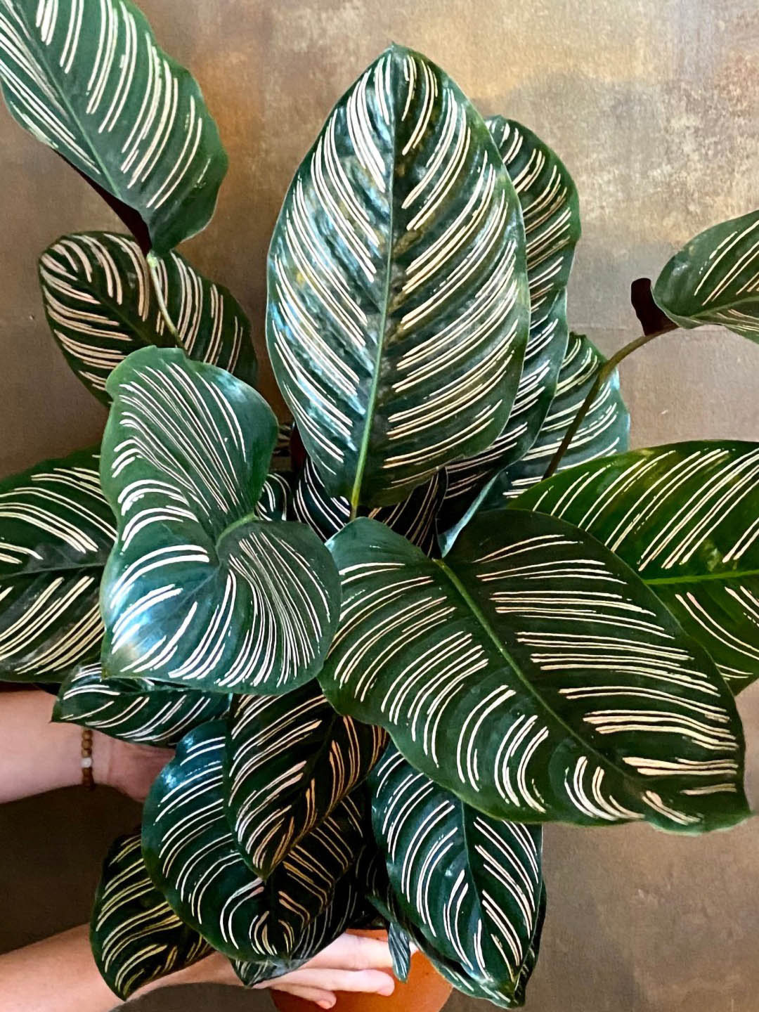 Calathea Ornata Roseo 