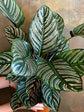 Calathea Ornata Roseo 