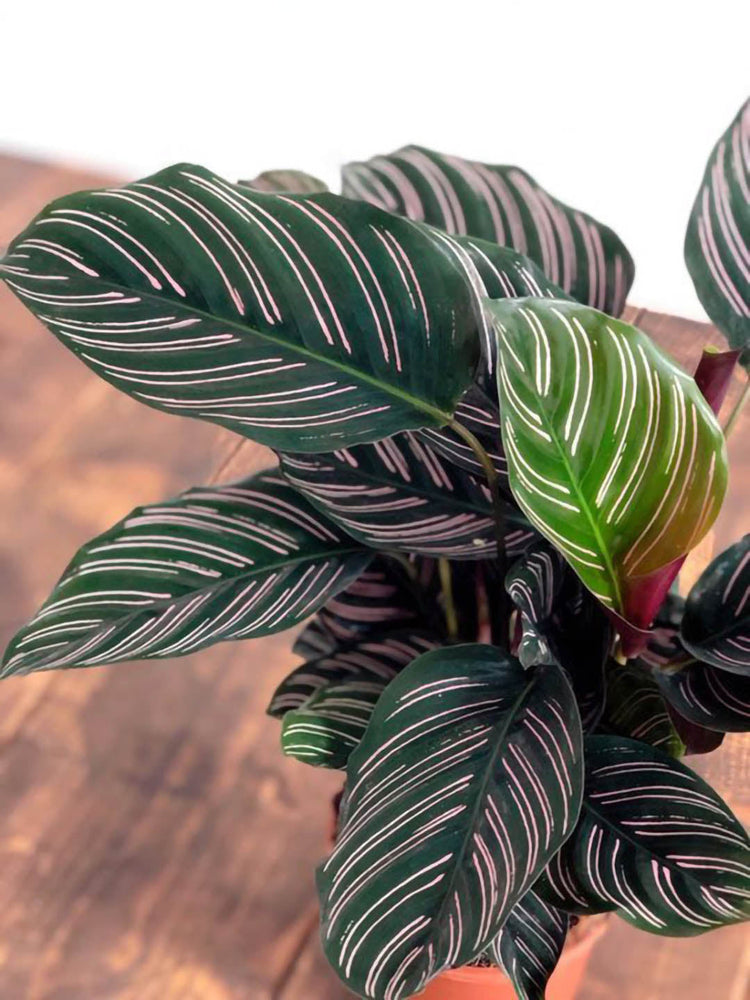 Calathea Ornata Roseo 