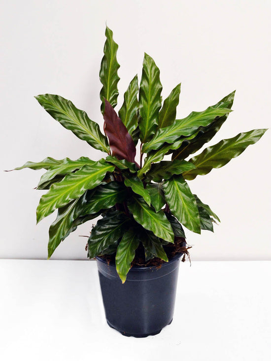 Calathea Rufibarba Plant or Fuzzy Feather Plant, Velvet Calathea with Green, Purple coloured leaves