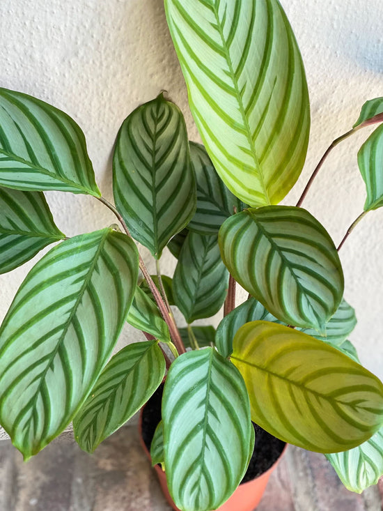 Calathea Setosa Plant or Ctnanthe Setosa Grey star with Green, Red-Purple, White coloured leaves