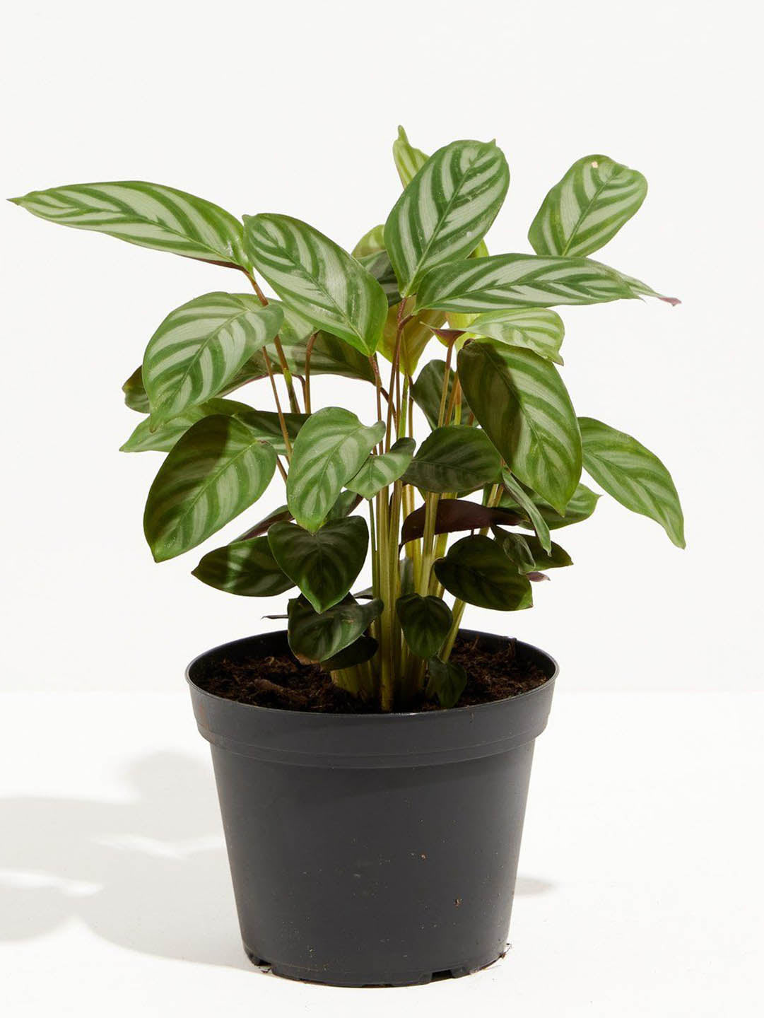 Calathea Setosa