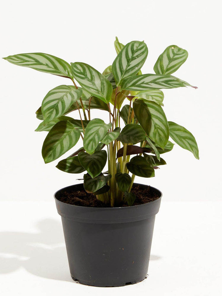 Calathea Setosa
