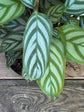 Calathea Setosa