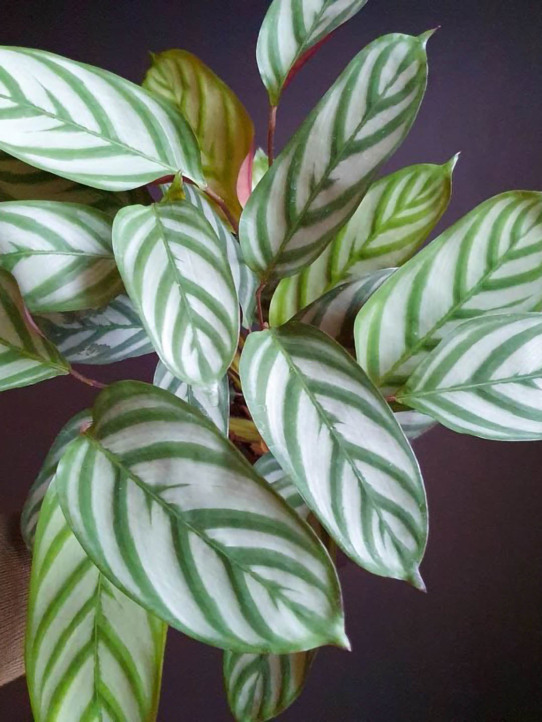 Calathea Setosa