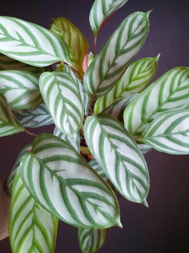 Calathea Setosa