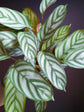 Calathea Setosa