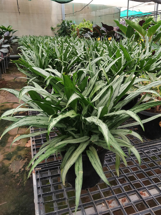 Aglaonema Cutlass Plant or Chinese Evergreen with Dark Green Veins on Frost Green coloured leaves