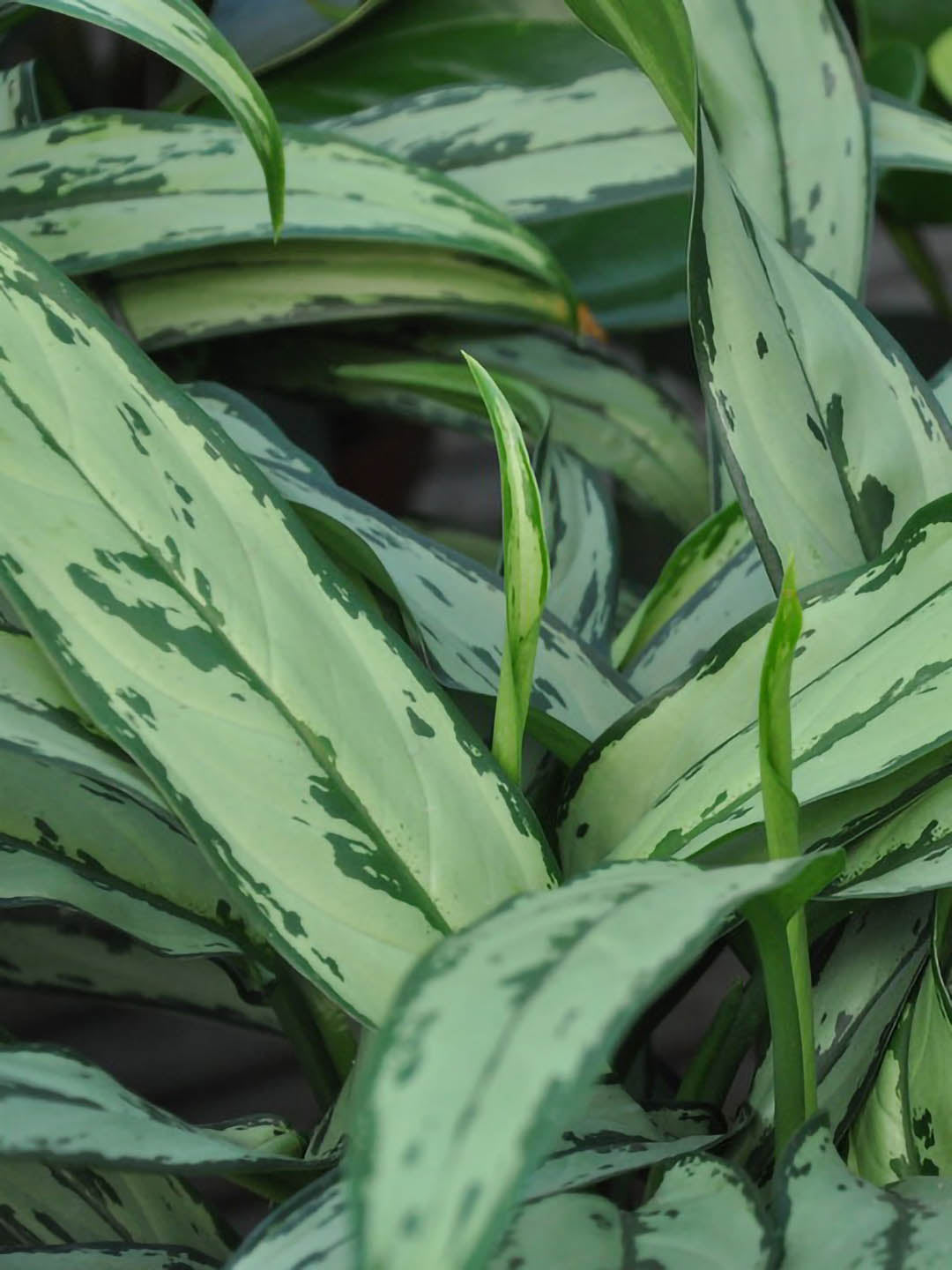 Aglaonema Cutlass