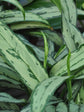 Aglaonema Cutlass