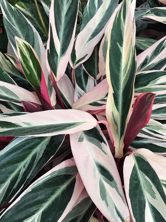 Calathea Triostar Plant or Stromanthe Triostar with Green, White, Red-Purple-Pink coloured leaves and Orange coloured flower 
