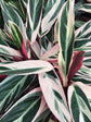 Calathea Triostar Plant or Stromanthe Triostar with Green, White, Red-Purple-Pink coloured leaves and Orange coloured flower 